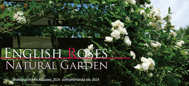 English Roses Natural Garden